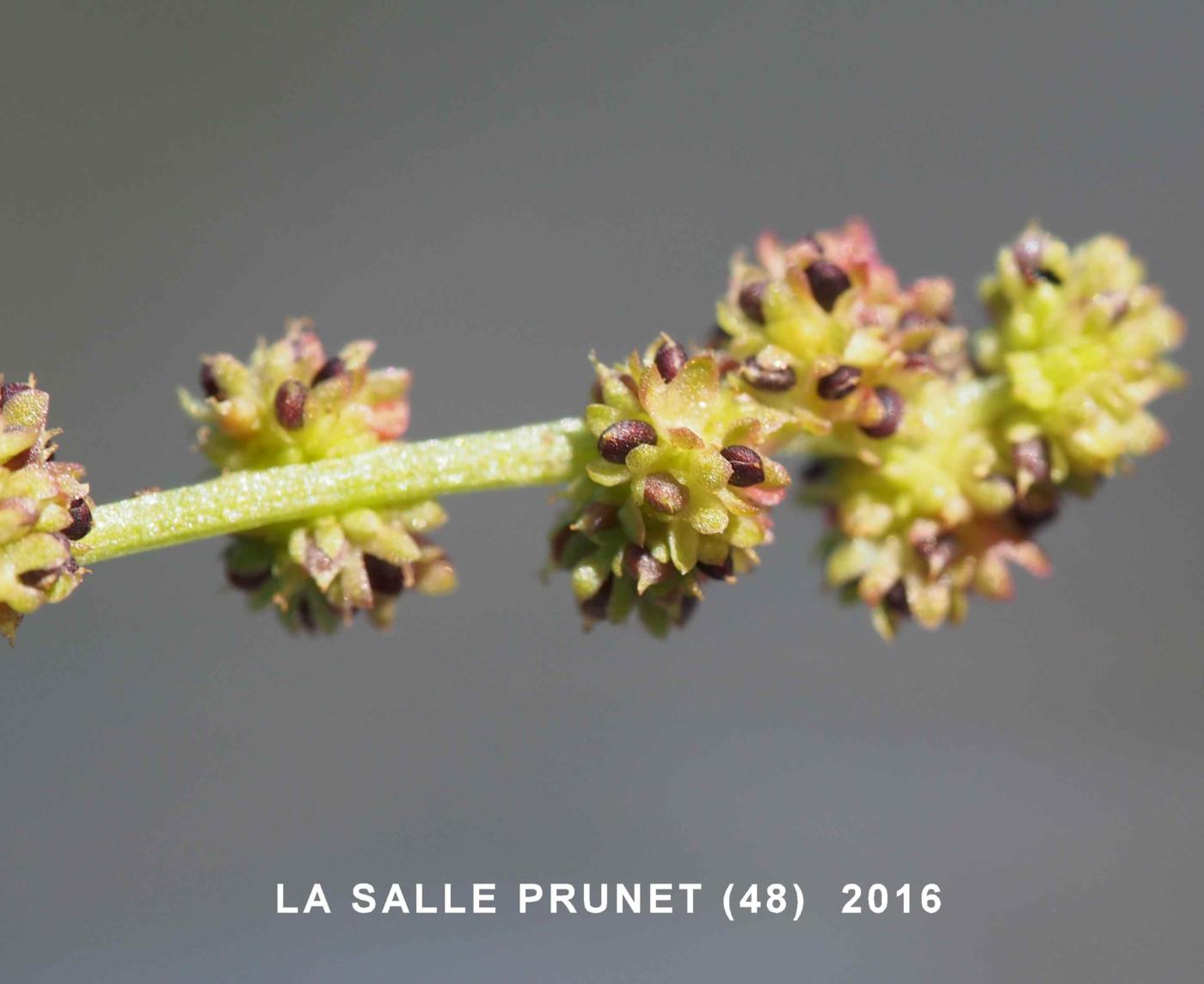 Goosefoot, Red fruit